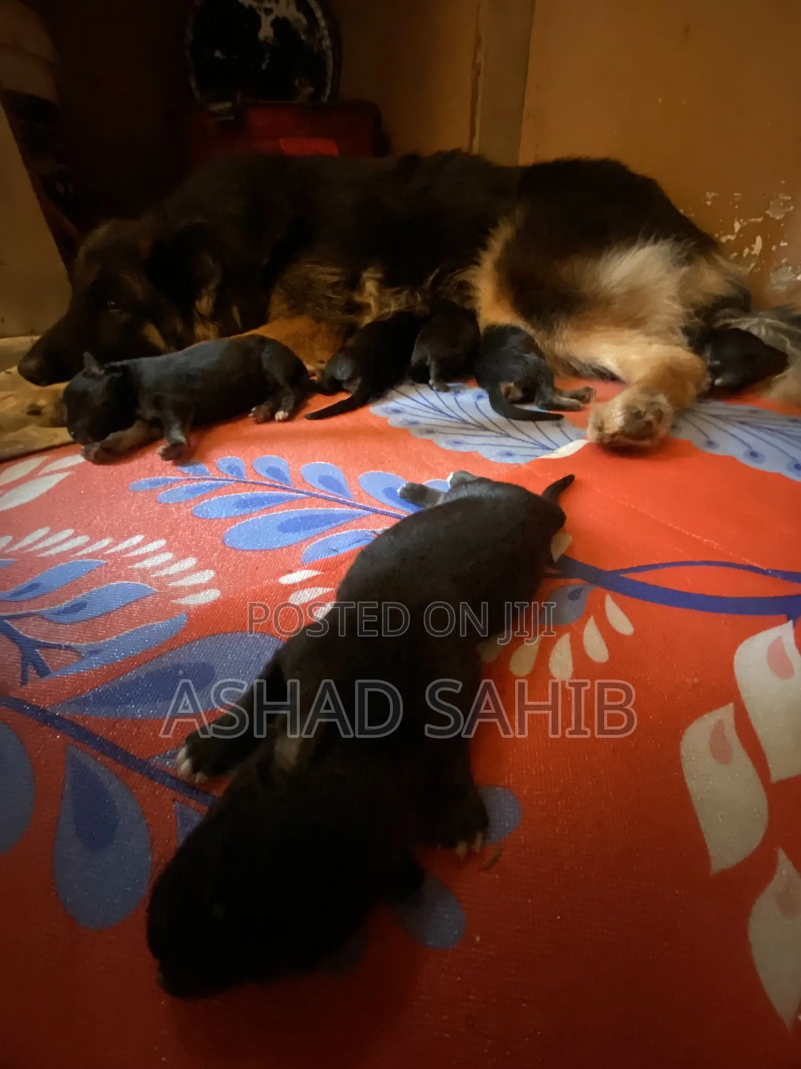 1-3 months Male Mixed Breed German Shepherd