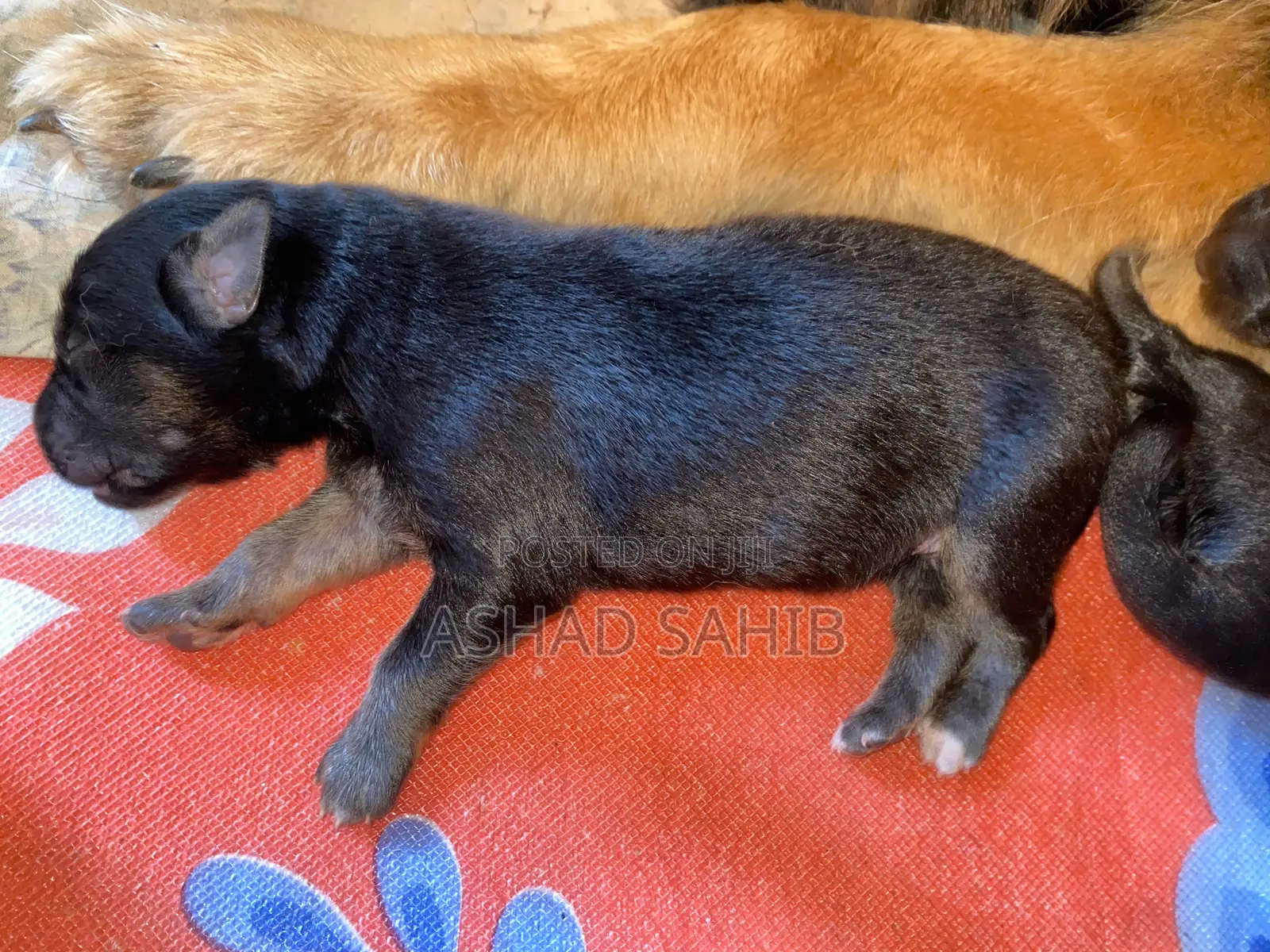 1-3 months Male Mixed Breed German Shepherd