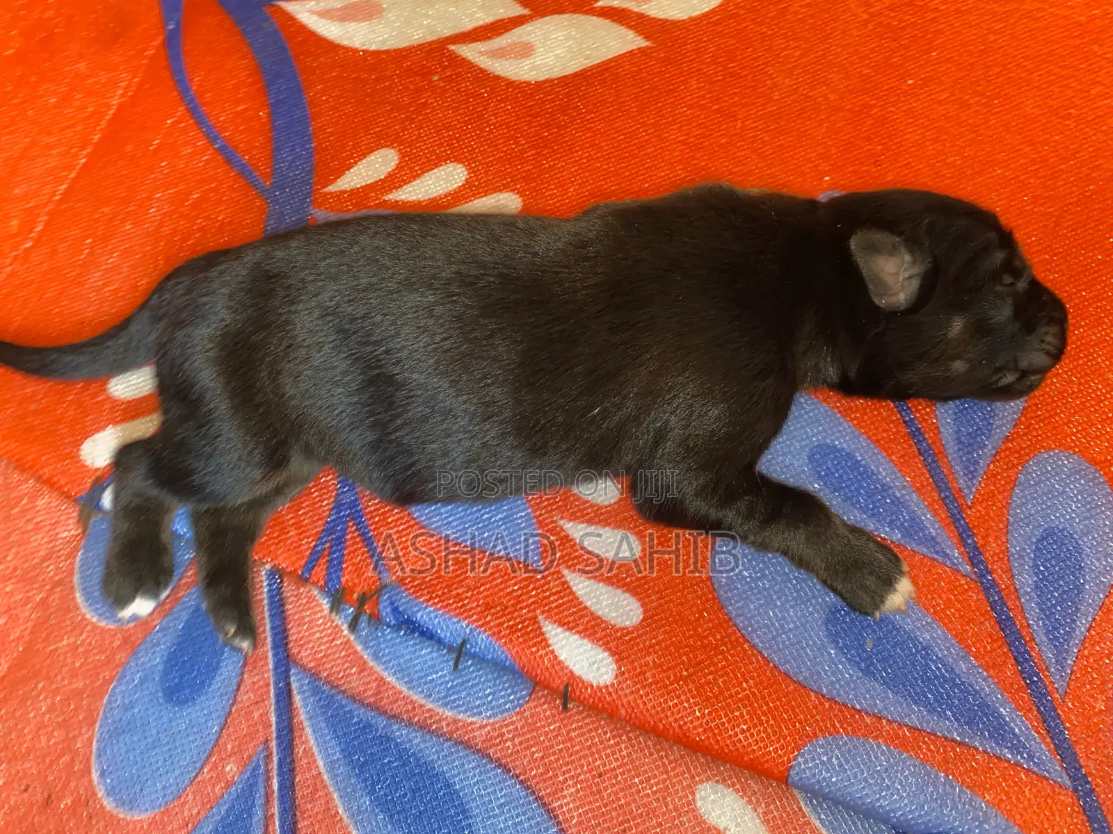 1-3 months Male Mixed Breed German Shepherd