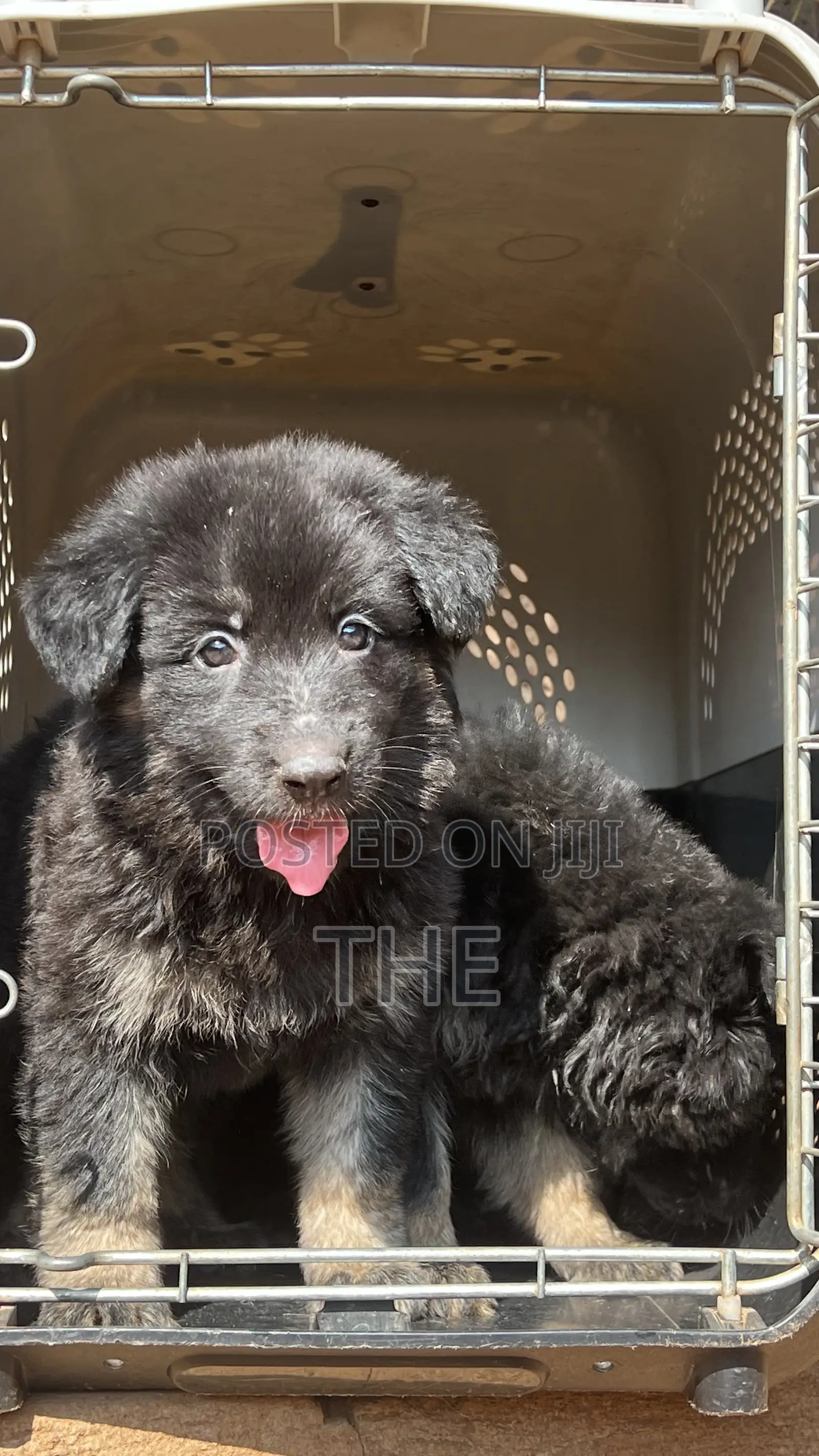 1-3 months Female Purebred German Shepherd