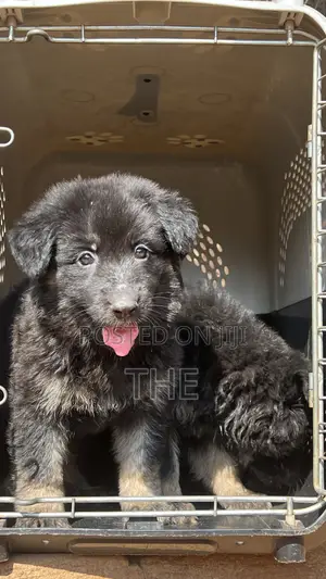 1-3 months Female Purebred German Shepherd