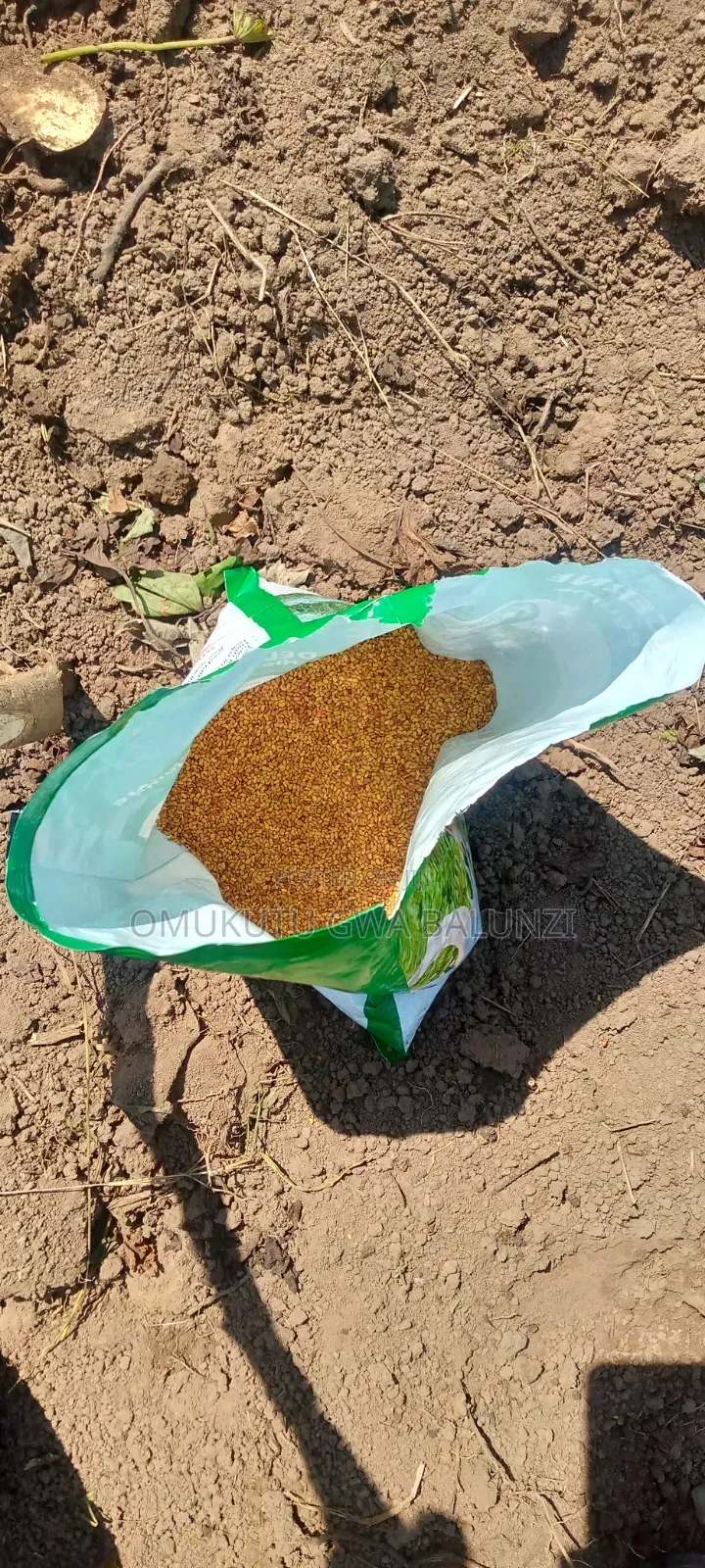 Alfalfa Seeds