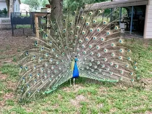 Peacock Birds