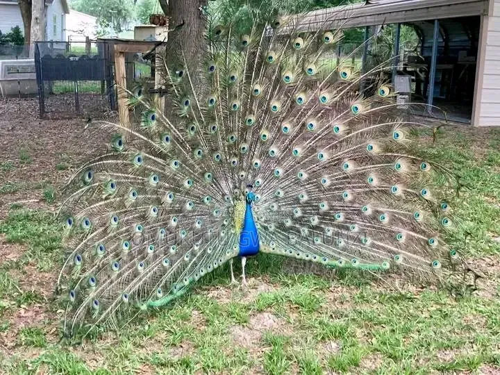 Peacock Birds