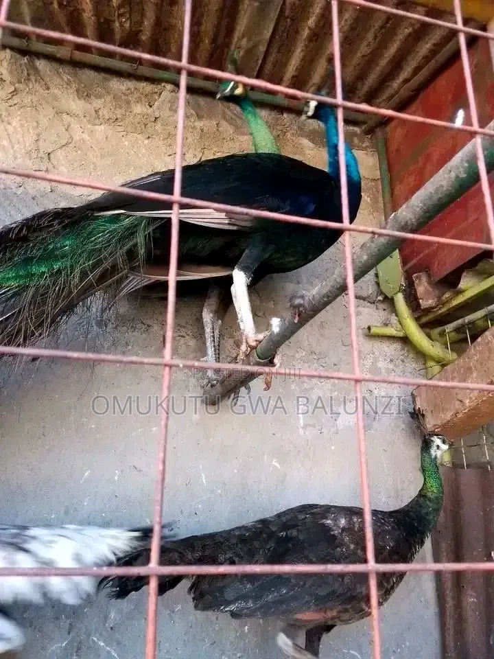 Peacock Birds