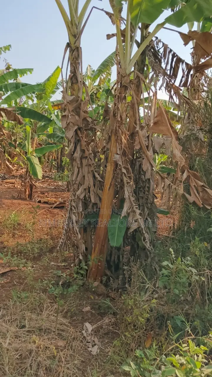 Land for Sale – Gayaza–kalagyi Road, Namalili