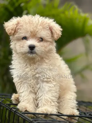 1-3 months Female Purebred Maltese