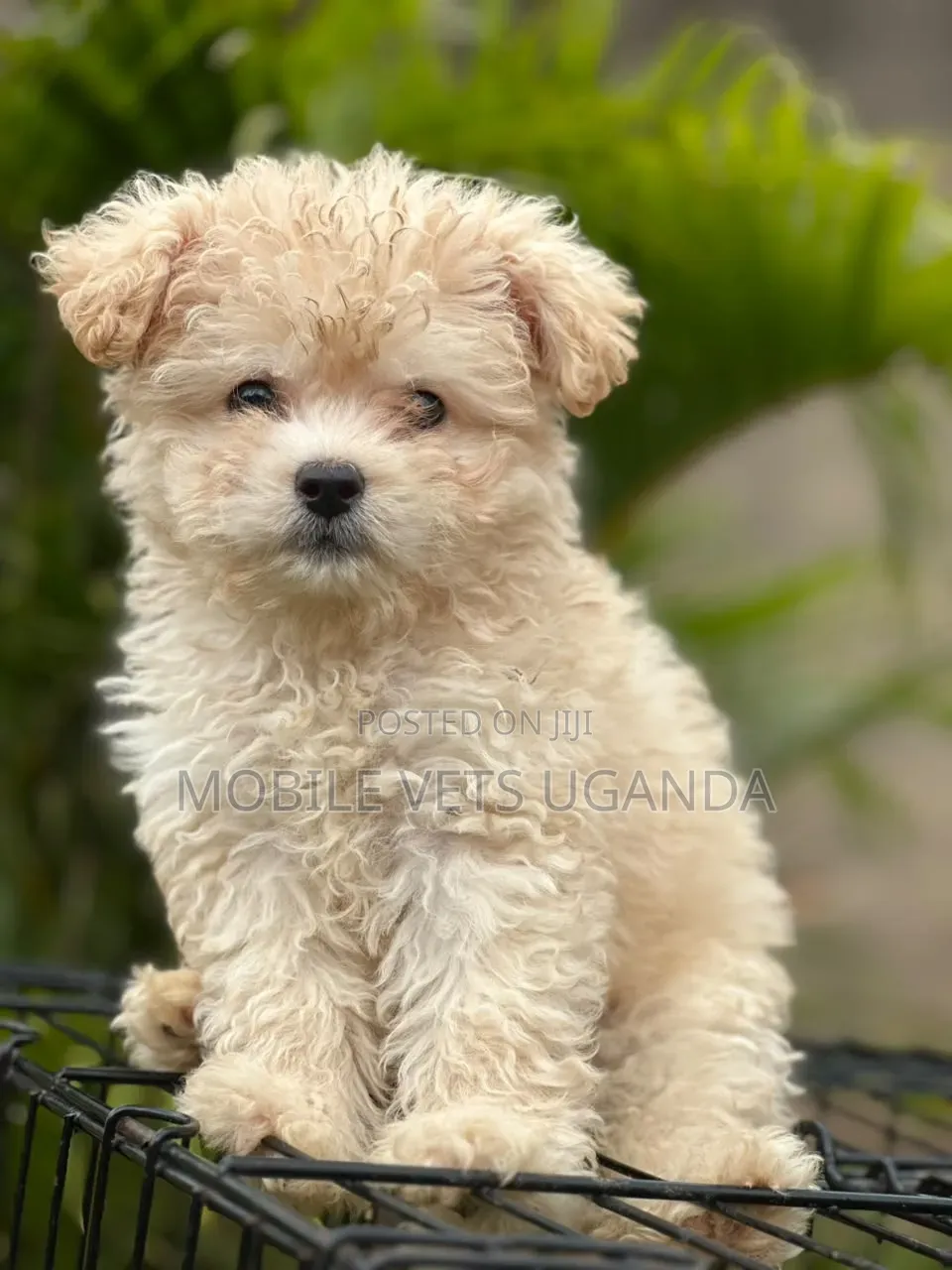 1-3 months Female Purebred Maltese