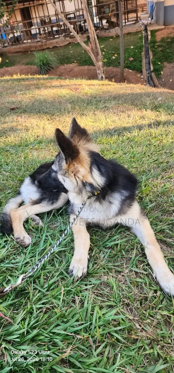 3-6 months Male Purebred German Shepherd