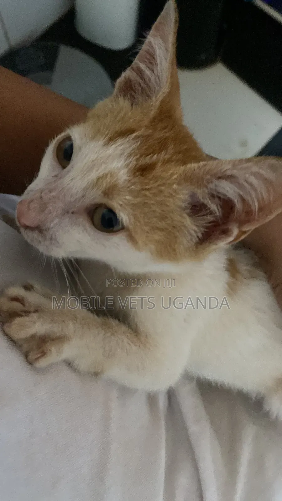 1-3 months Female Purebred Exotic
