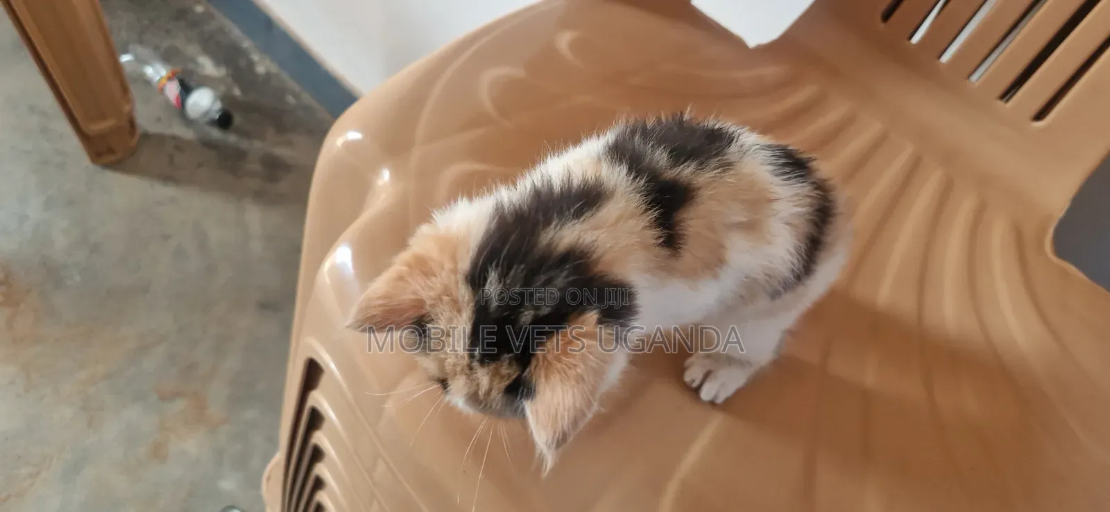 0-1 month Male Purebred Bombay