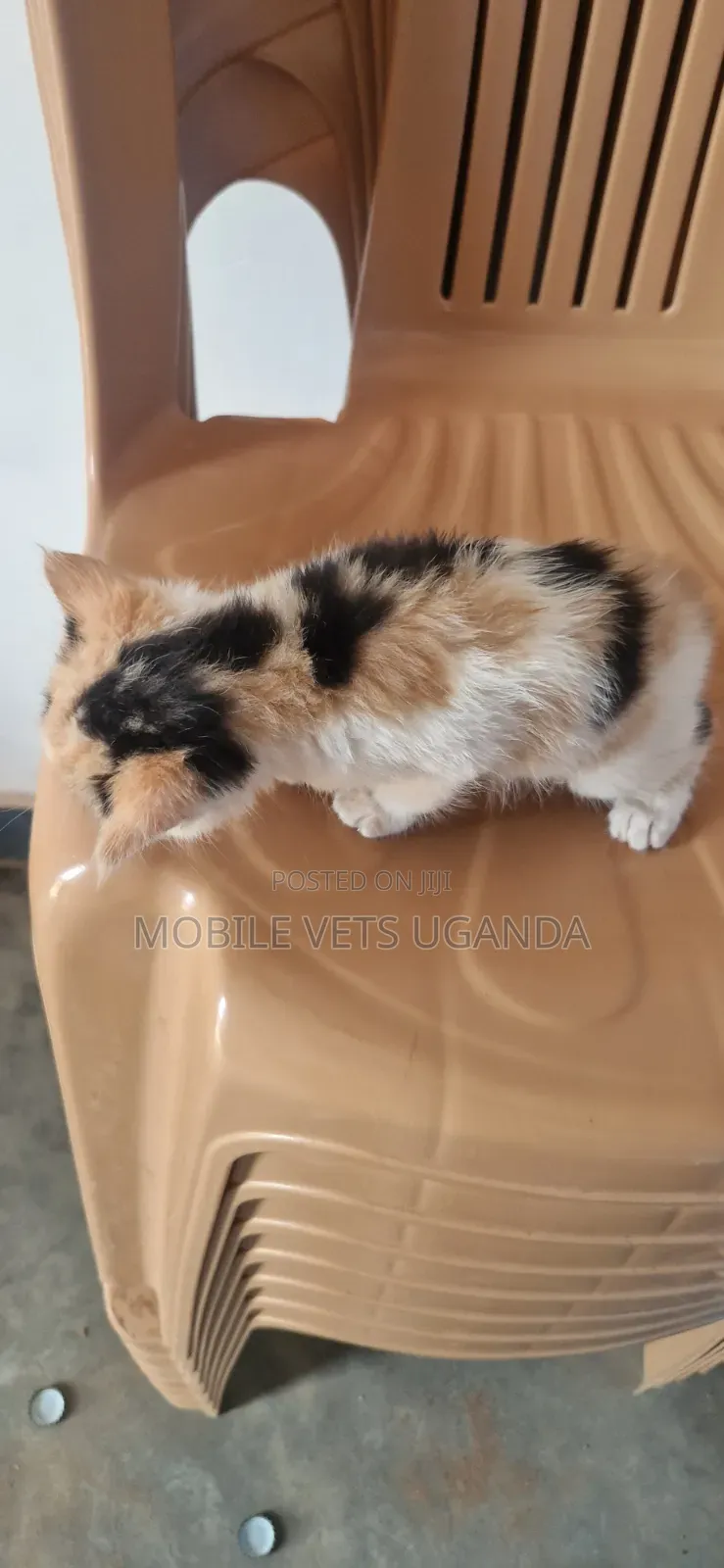 1-3 months Male Purebred Selkirk Rex