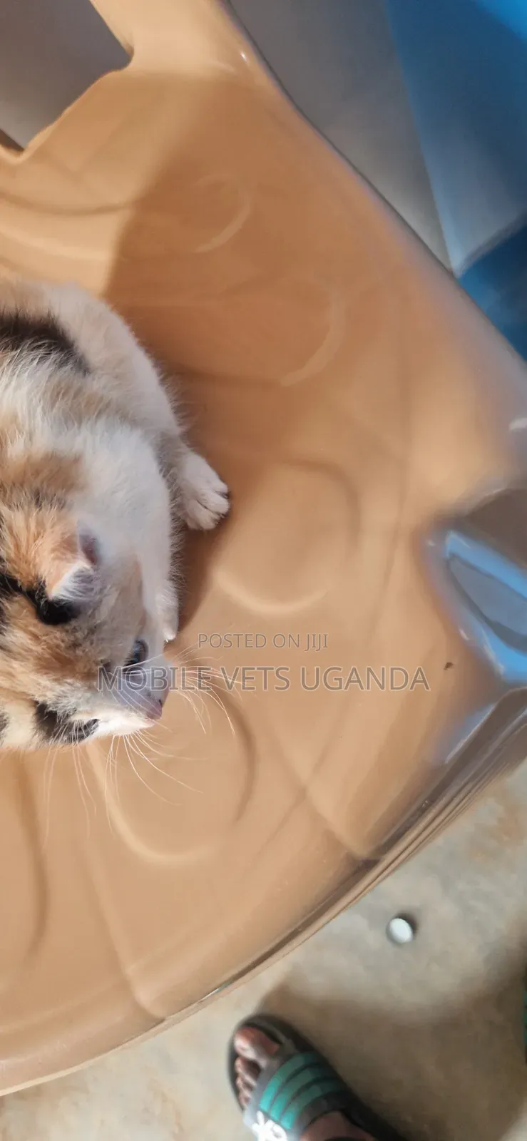 1-3 months Male Purebred Exotic