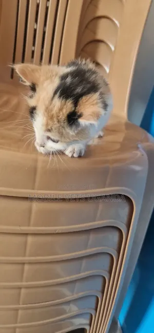 0-1 month Female Purebred Abyssinian
