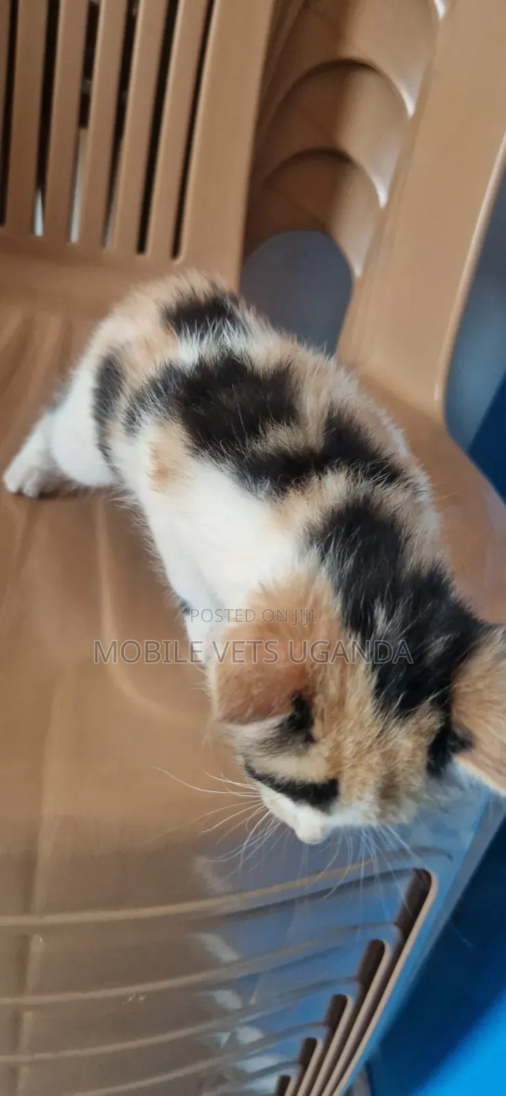 0-1 month Female Purebred Abyssinian