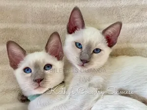 1-3 months Female Purebred Siamese
