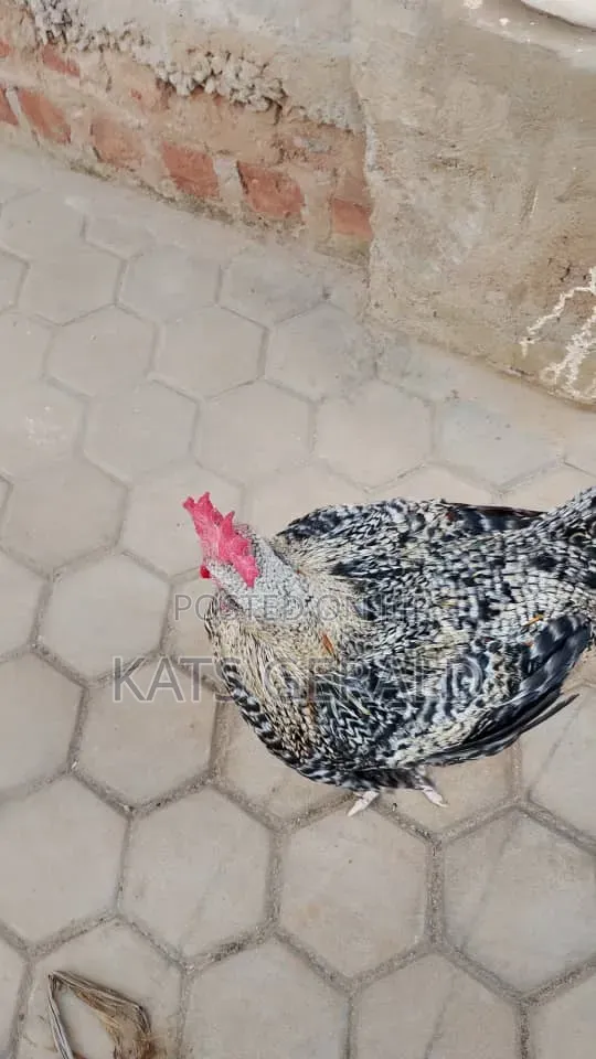 Mature Kroilers Chicken Forsal3