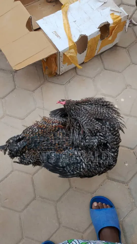 Mature Kroilers Chicken Forsal3
