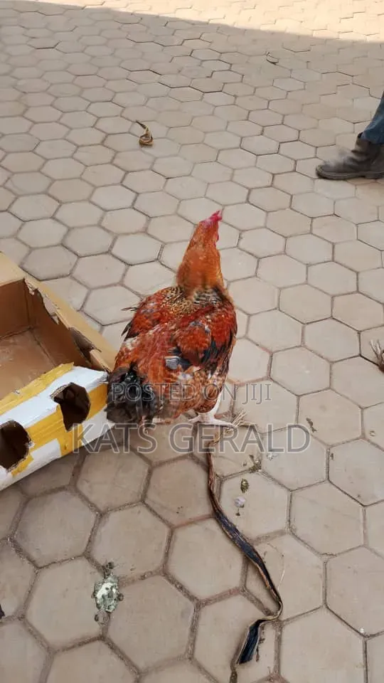 Mature Kroilers Chicken Forsal3