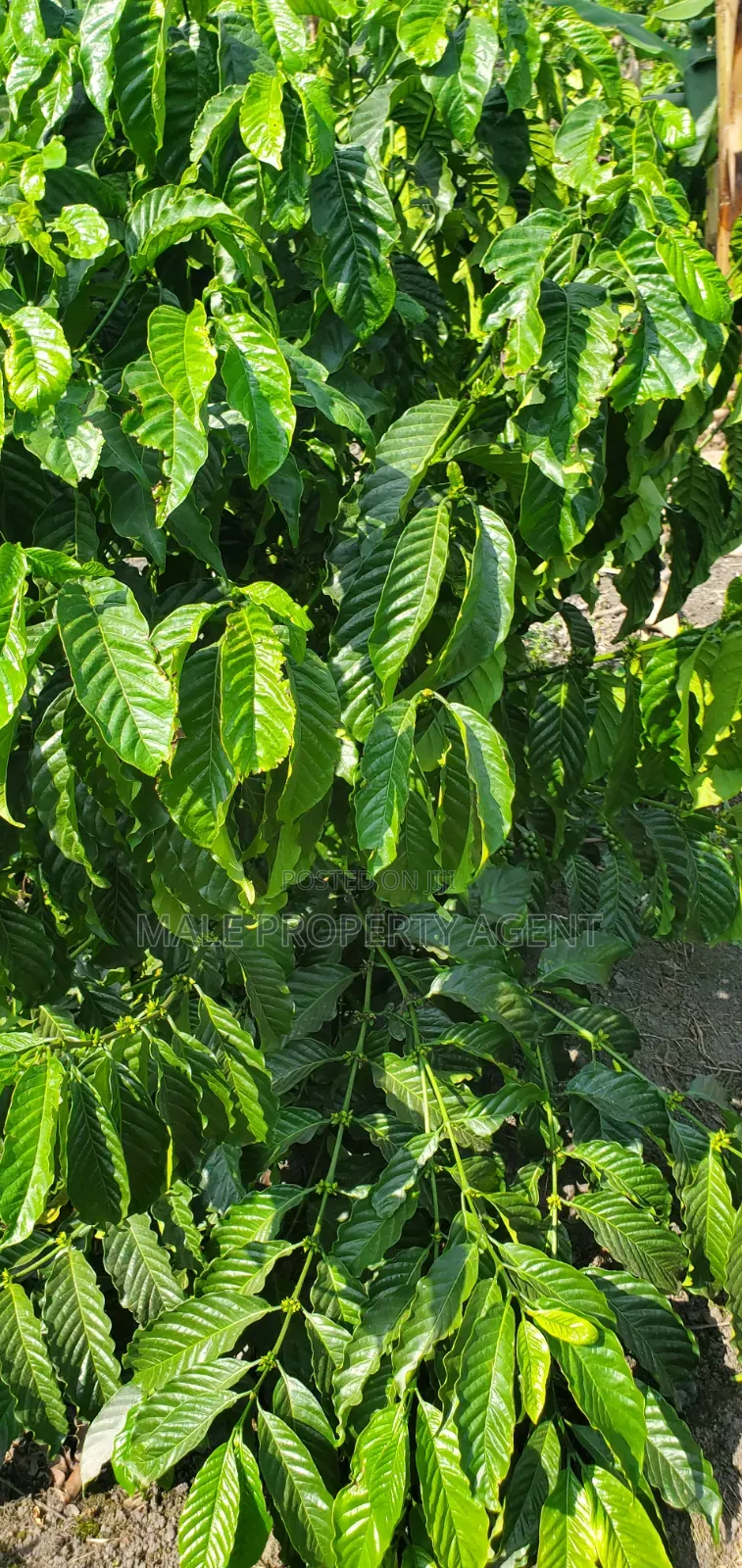Coffee Plantation