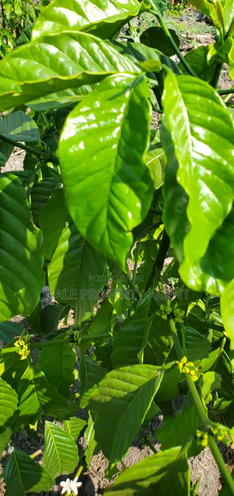 Coffee Plantation