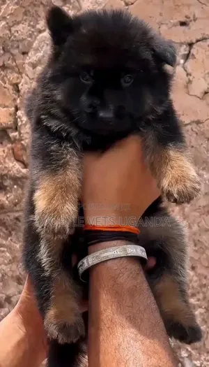 0-1 month Female Purebred German Shepherd