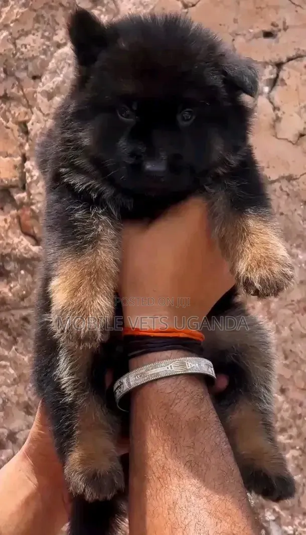 0-1 month Female Purebred German Shepherd