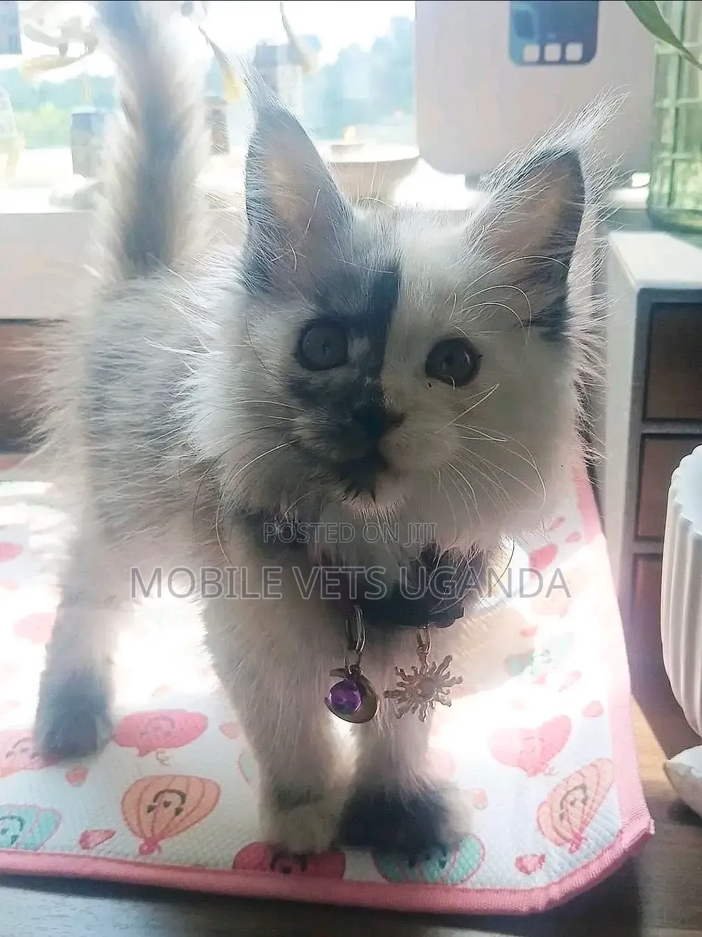 1-3 months Female Purebred American Bobtail