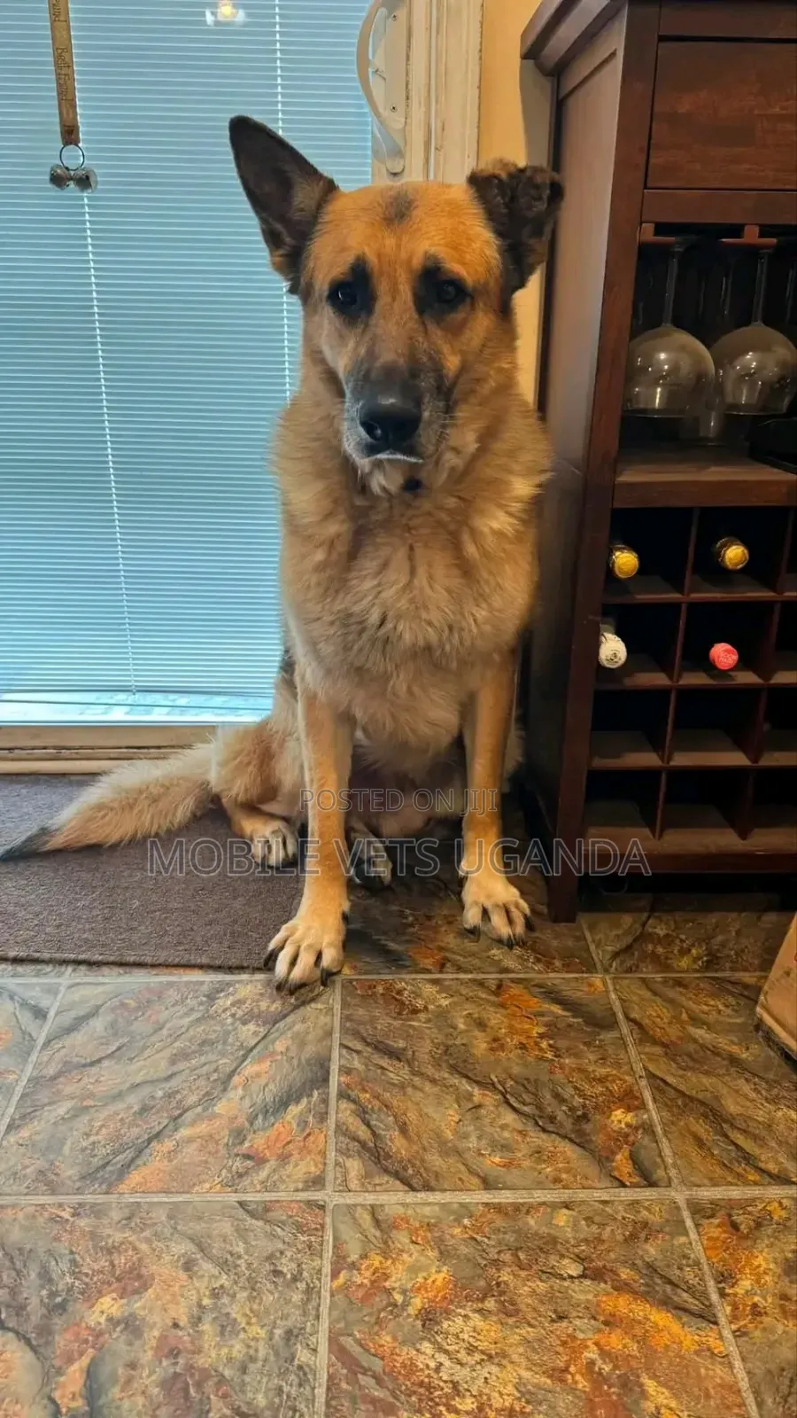 1-3 months Male Purebred German Shepherd