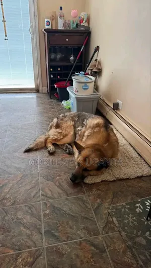 6-12 months Male Purebred German Shepherd