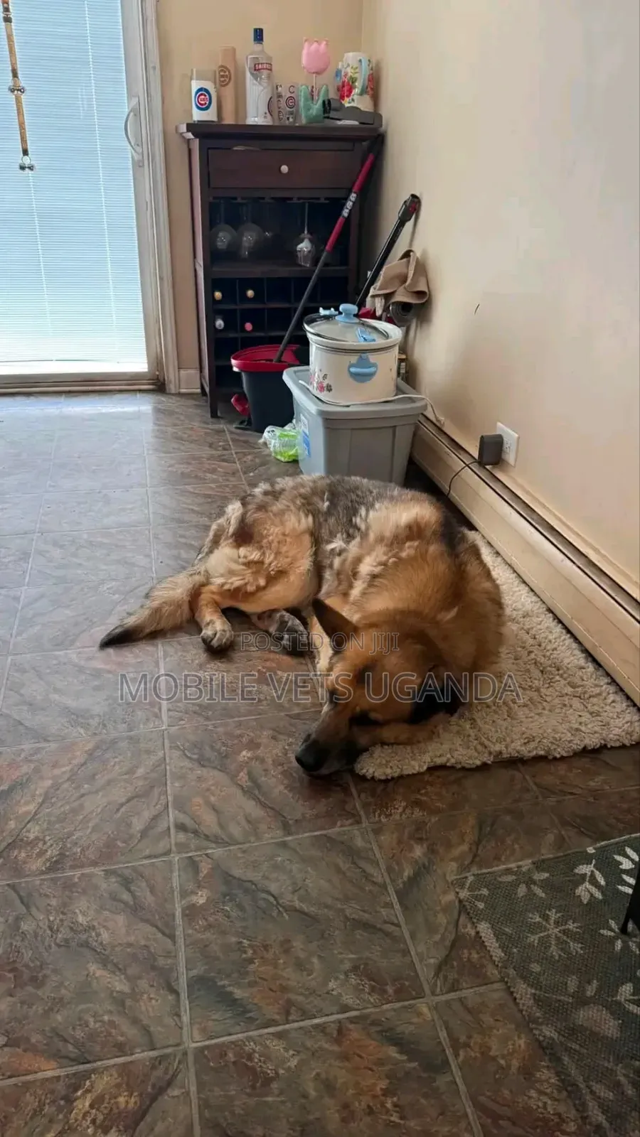6-12 months Male Purebred German Shepherd