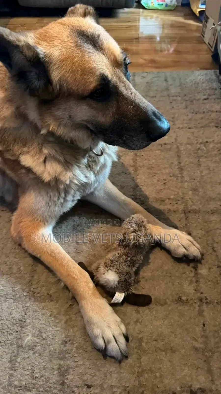1+ year Female Purebred German Shepherd