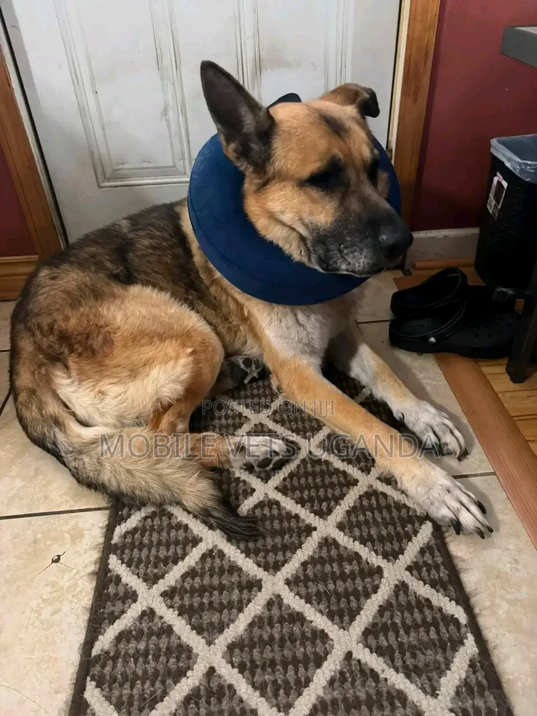 6-12 months Male Purebred German Shepherd