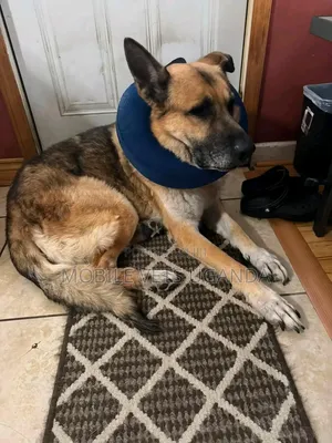 6-12 months Male Purebred German Shepherd