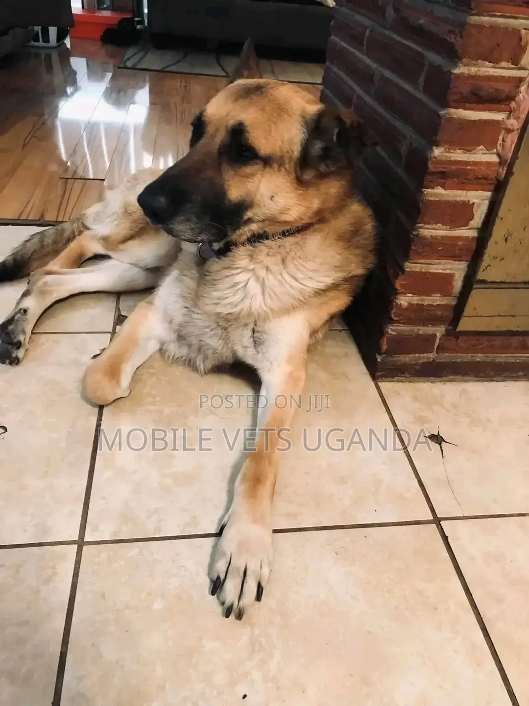 3-6 months Female Purebred German Shepherd