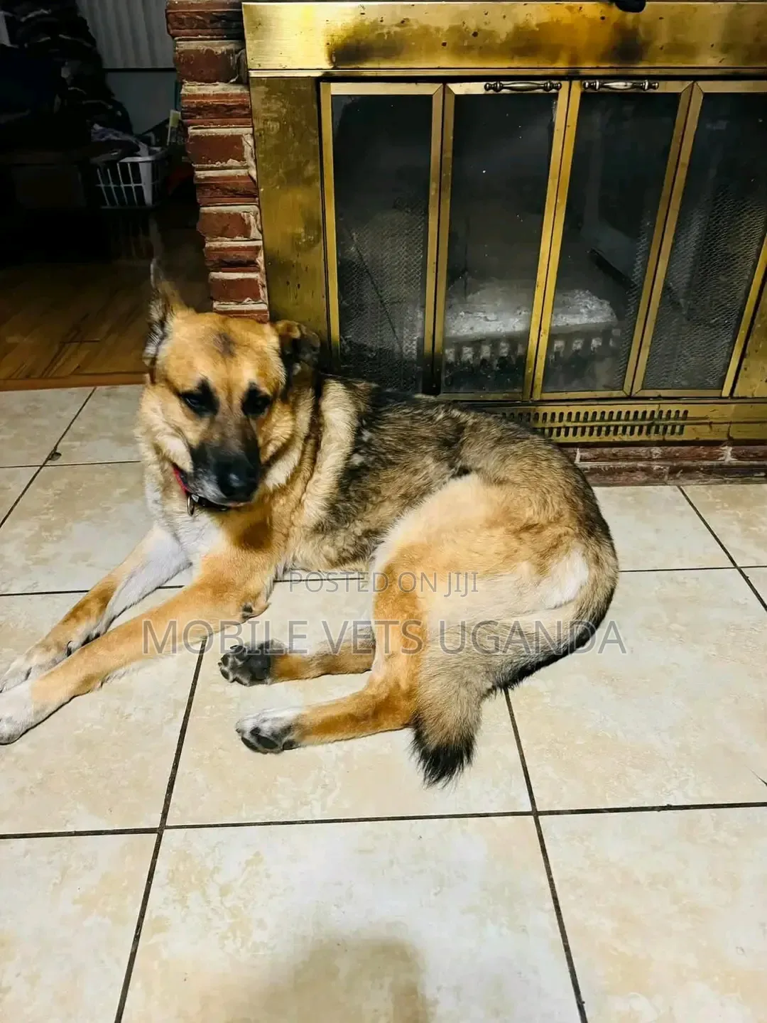 3-6 months Male Purebred German Shepherd