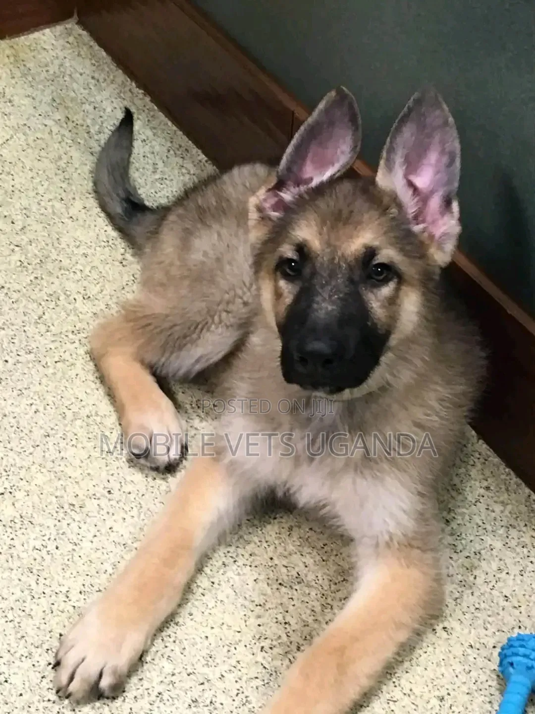1-3 months Female Purebred German Shepherd