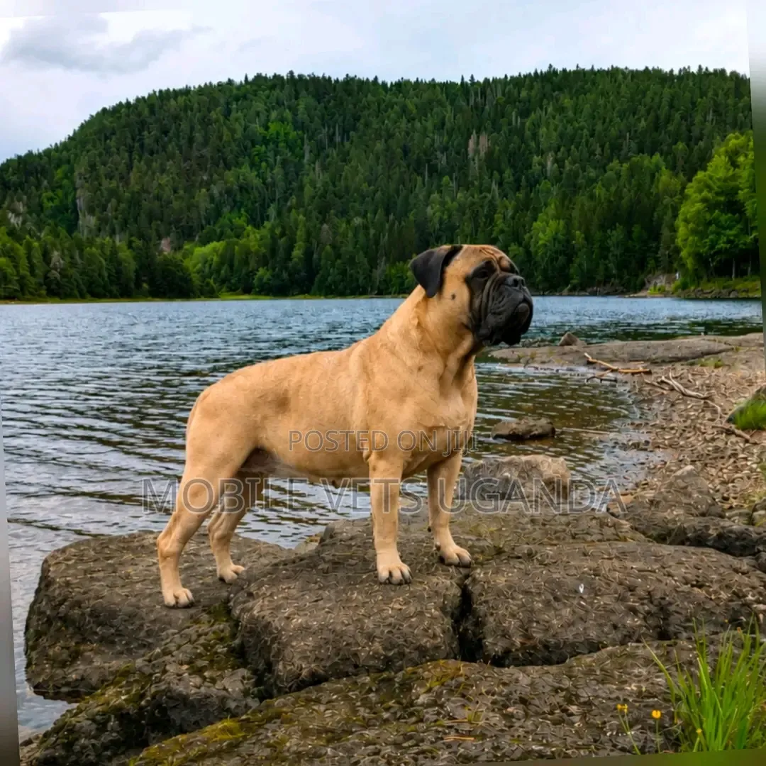 6-12 months Female Purebred Bullmastiff