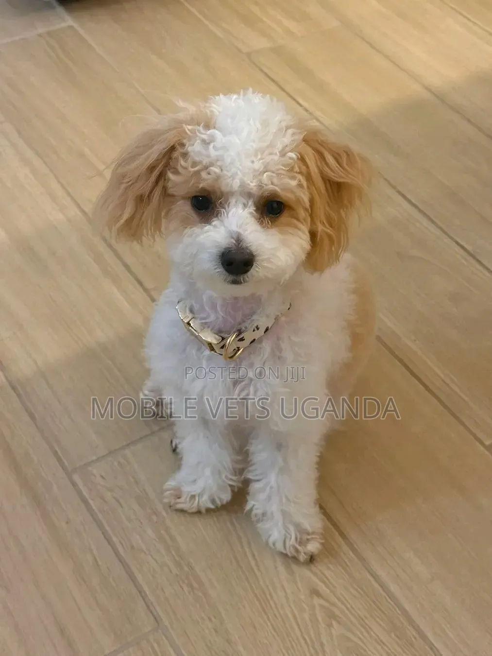 1-3 months Male Purebred Maltese