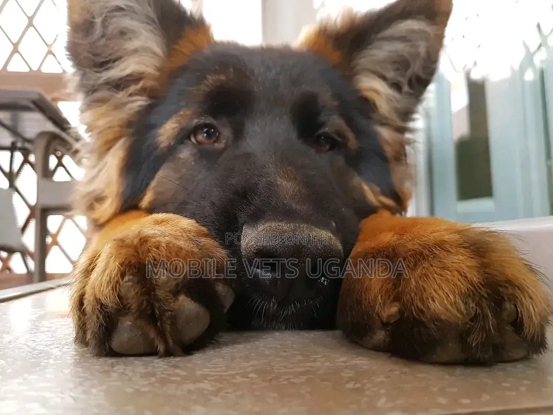 3-6 months Female Purebred German Shepherd