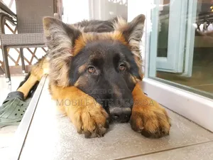 6-12 months Male Purebred German Shepherd