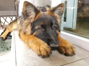 1-3 months Female Purebred German Shepherd