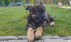 3-6 months Male Purebred German Shepherd