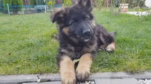1-3 months Male Purebred German Shepherd