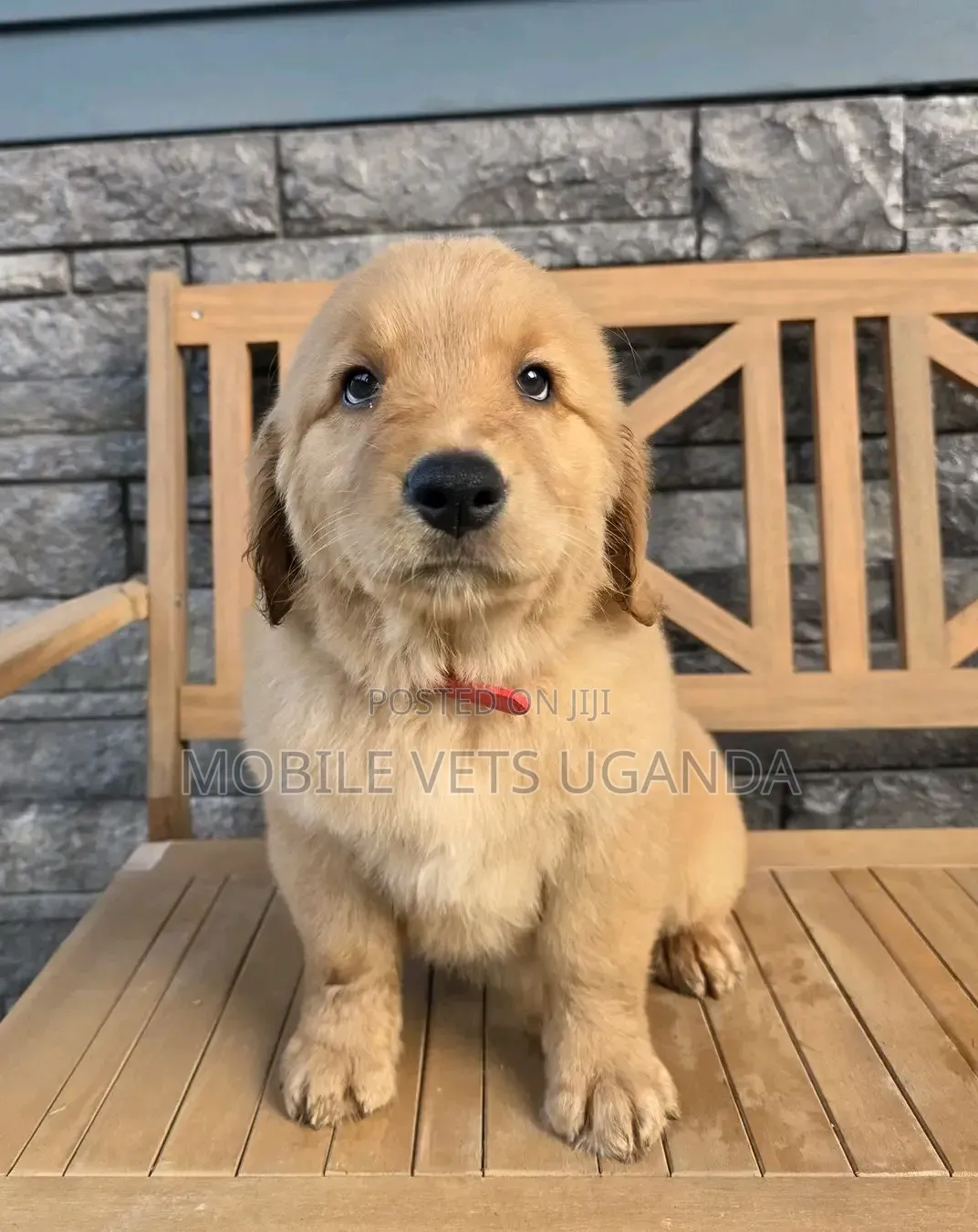 1-3 months Male Purebred Golden Retriever