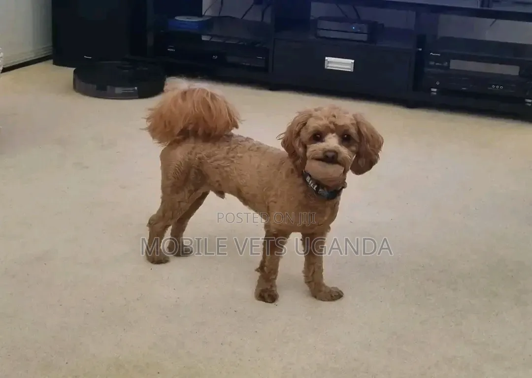 3-6 months Male Purebred Maltese