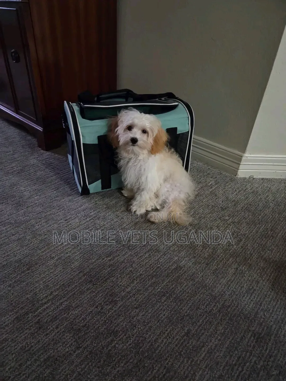 1-3 months Male Purebred Maltese