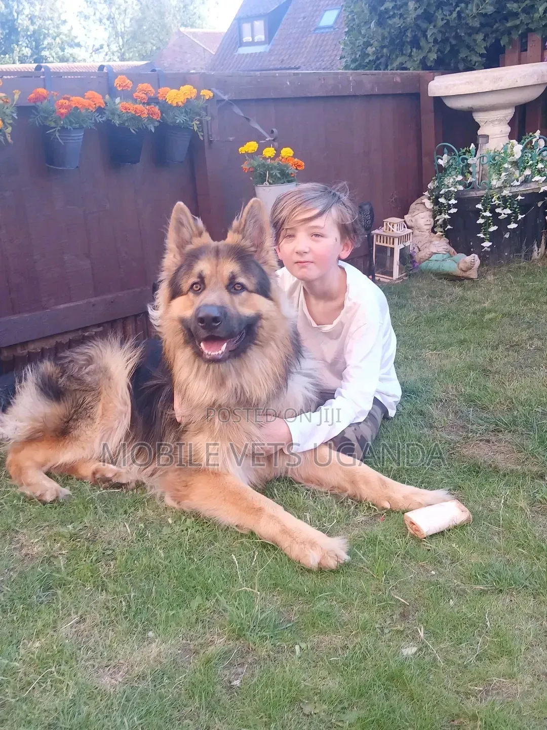 1-3 months Male Purebred German Shepherd