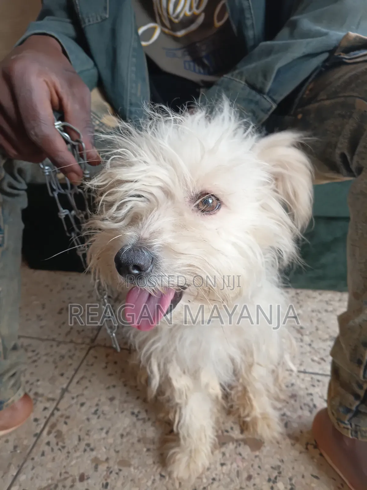 1+ year Female Purebred Dog