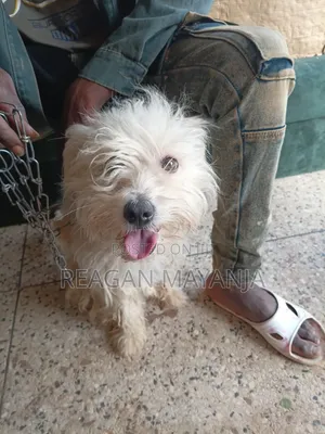 1+ year Female Purebred Dog